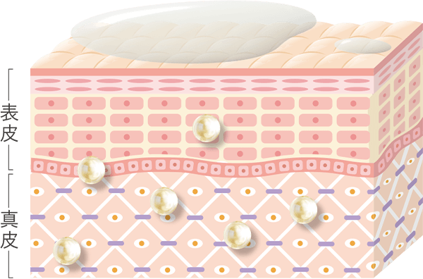 角質層イメージ